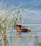 BB 09 0114 / Podiceps auritus / Horndykker